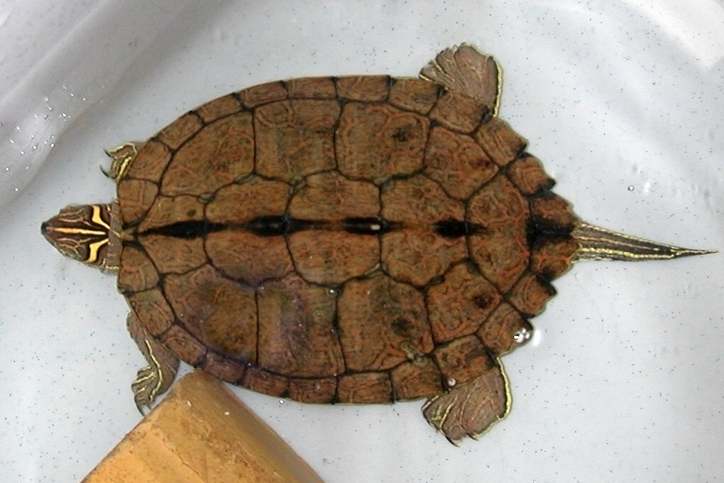 Mississippi Map Turtle under water