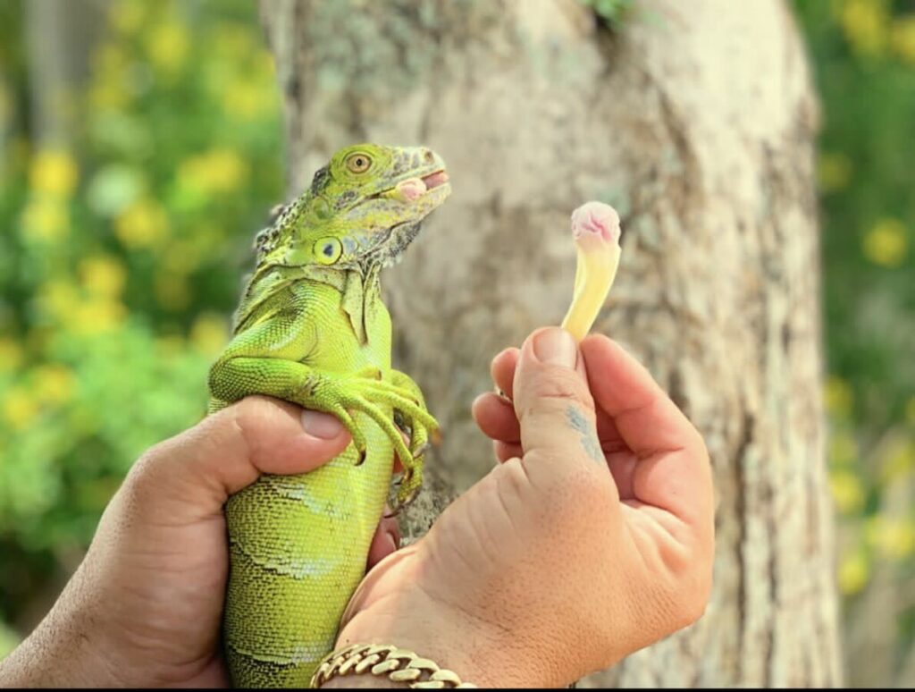 Species-Specific Feeding: Green Iguanas