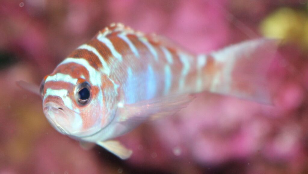 A small Chalk Bass with alternating reddish-brown and white vertical bars swimming near pink and purple corals.