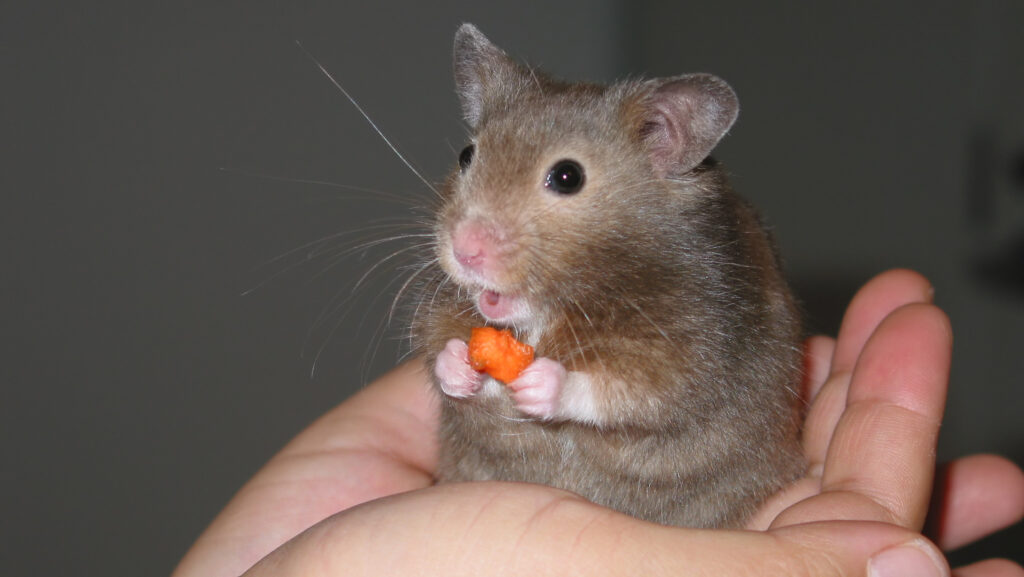 A small, grey hamster with its mouth open, holding a small orange treat in its paws while sitting in a person's hand.