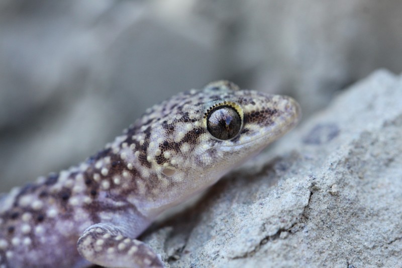 Mediterranean House Gecko