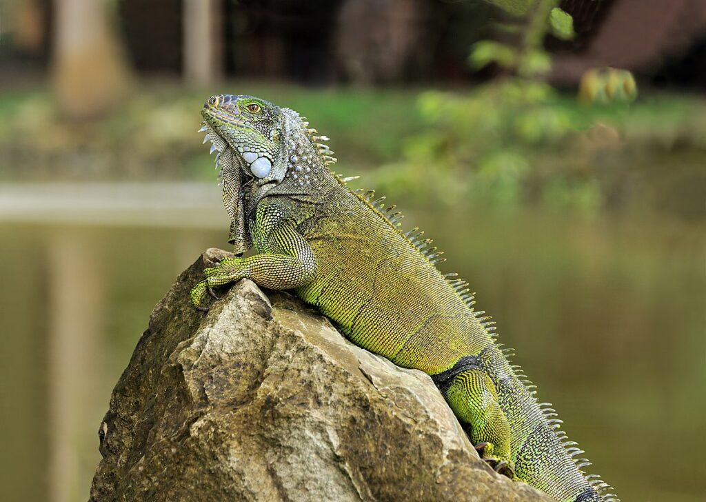 Green Iguanas: Masters of Size and Longevity