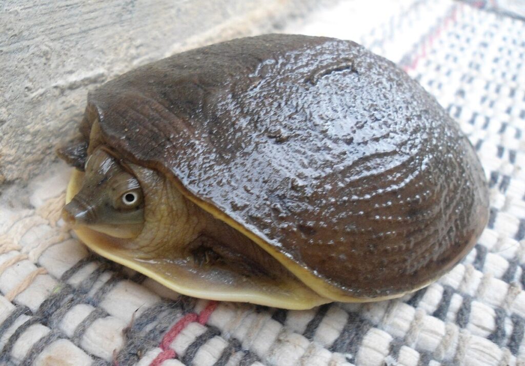 Indian Flapshell Turtle