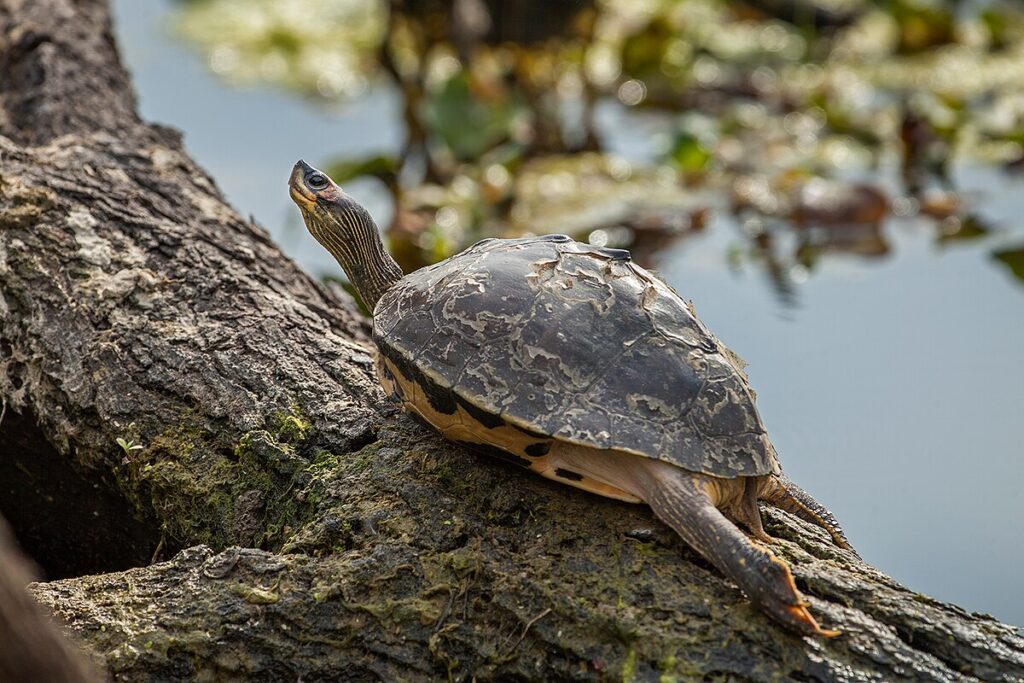 Pangshura Turtle (Pangshura tecta)