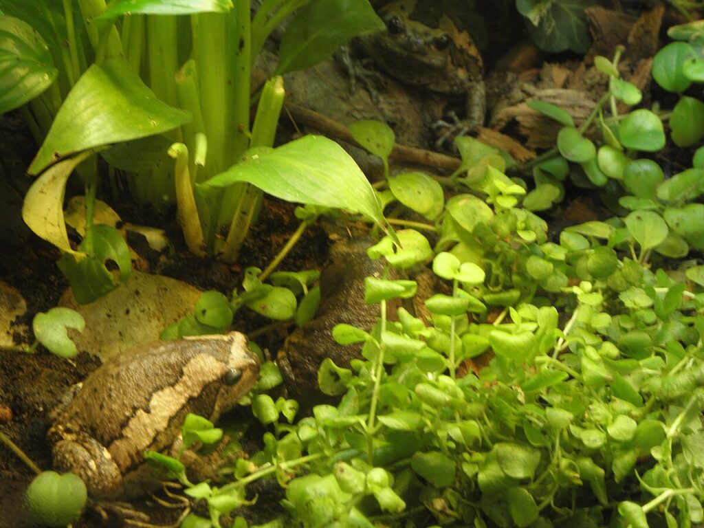 Create Reptile-Friendly Spaces
