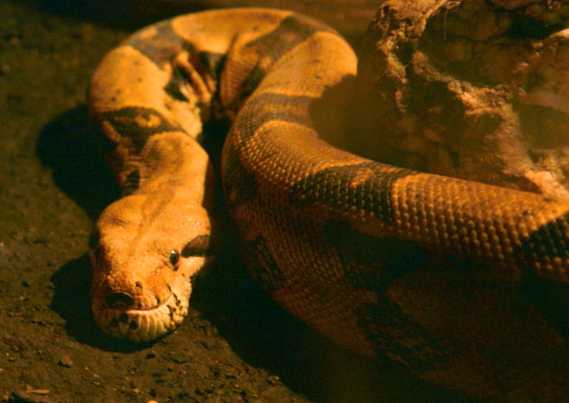 Changes in Appetite and Feeding Behavior