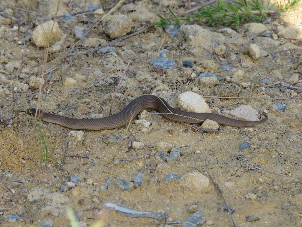 Myth 3: Baby Snakes Are More Venomous Than Adults
