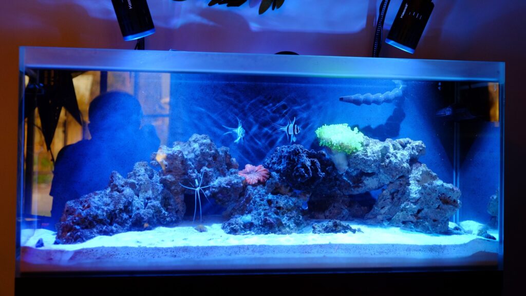 A saltwater reef aquarium with live rock, corals, and several fish under blue LED lighting.