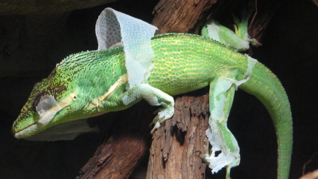 A bright green anole lizard with patches of white, shed skin clinging to its body while perched on a branch.