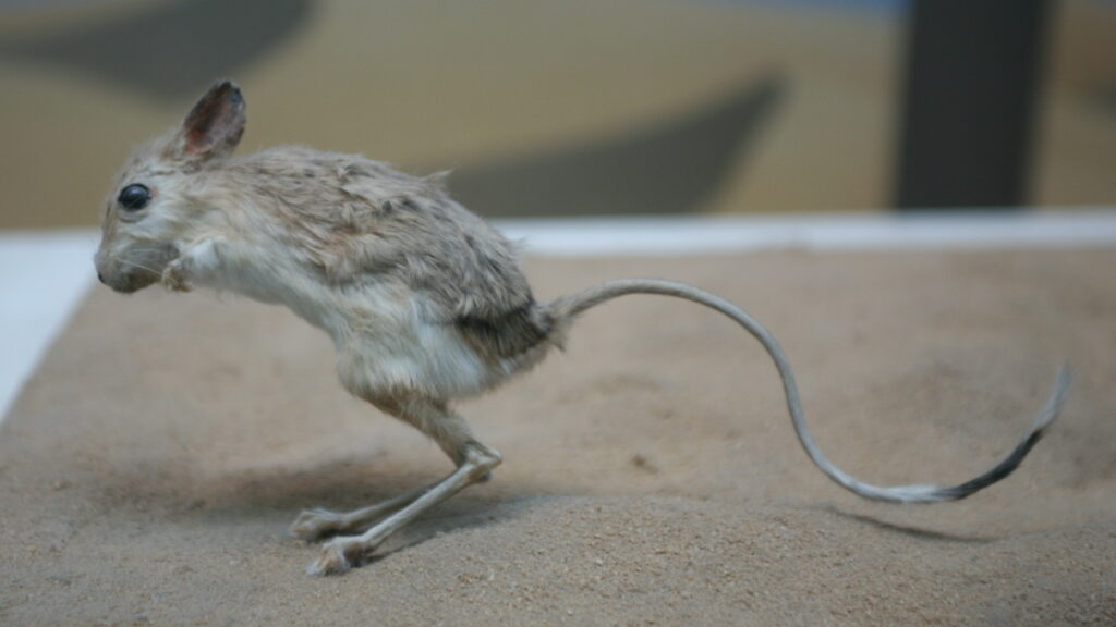 A small, sandy-colored jerboa with its characteristic long tail and large ears in motion on sand.