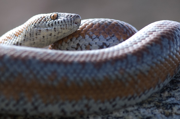 rosy boa or Lichanura-trivirgata