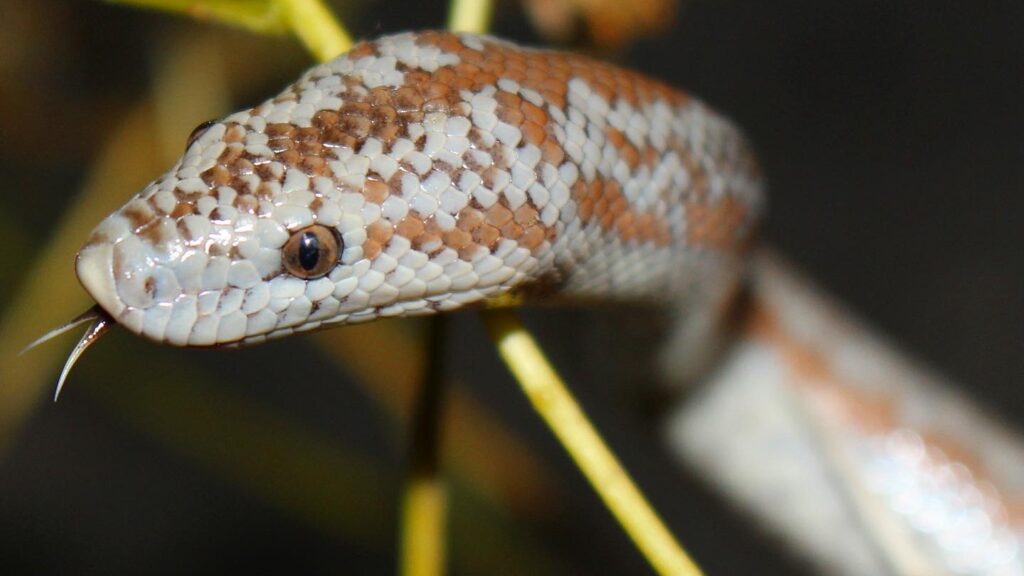 A close-up of a desert rosy boa with brown and white speckled patterns, its tongue flicking out.