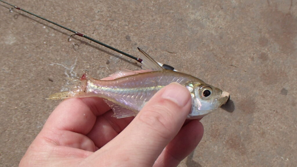 Luminous cardinalfish