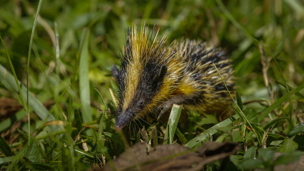A small tenrec with black and yellow spines walking through green grass.