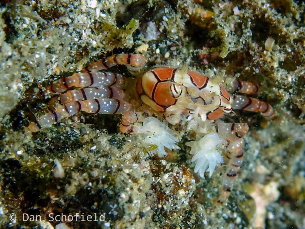pom pom crab