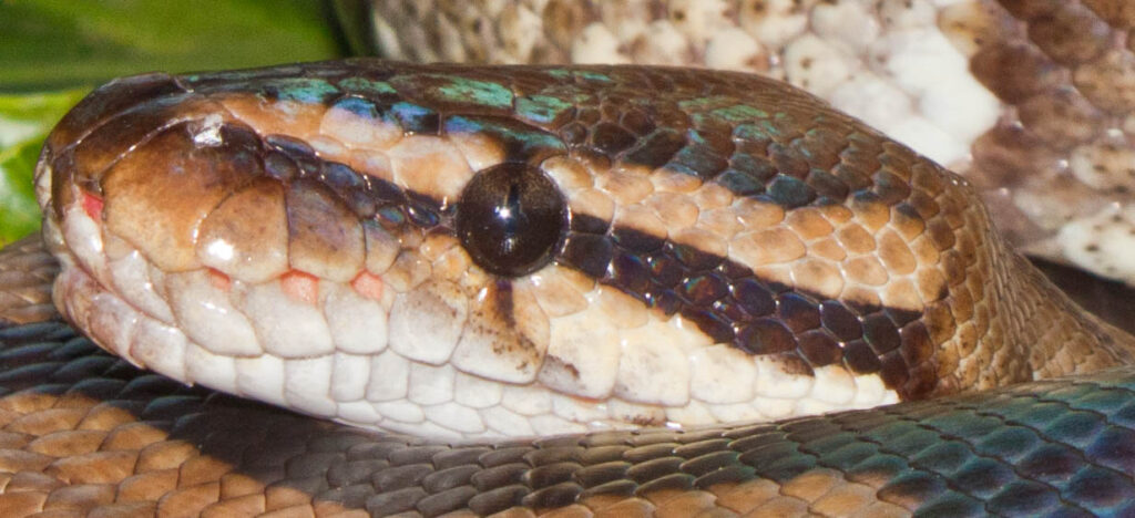 ball python close up shot