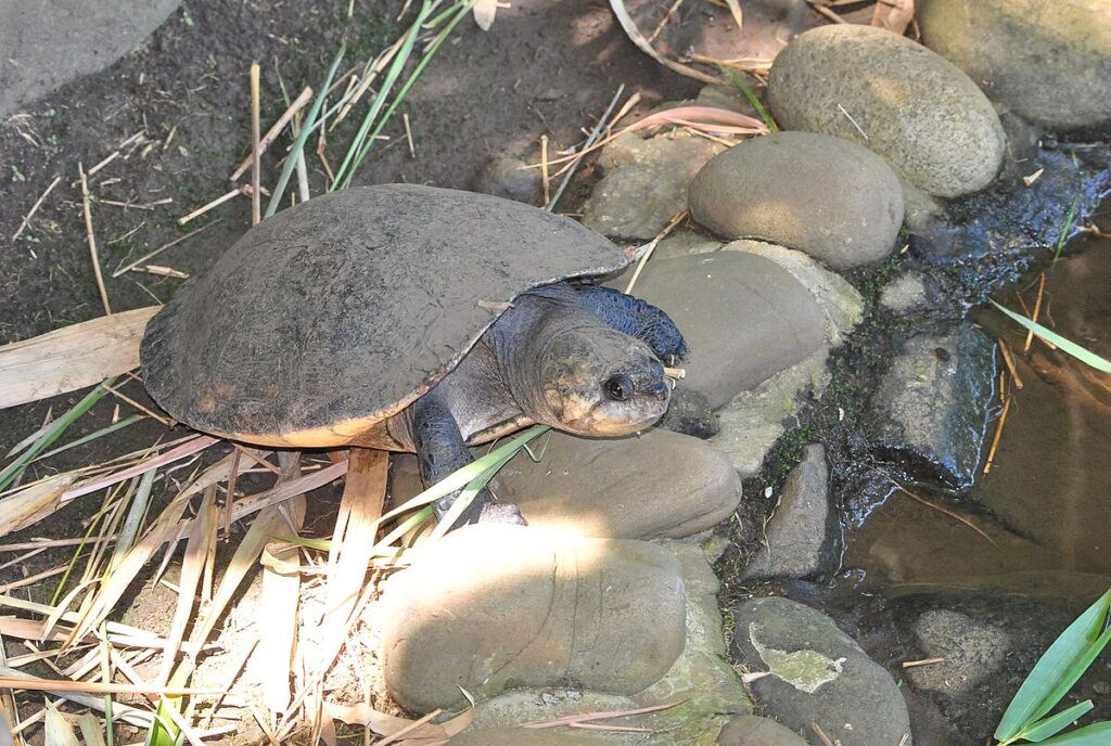 Madagascar Big-headed Turtle (Erymnochelys madagascariensis)