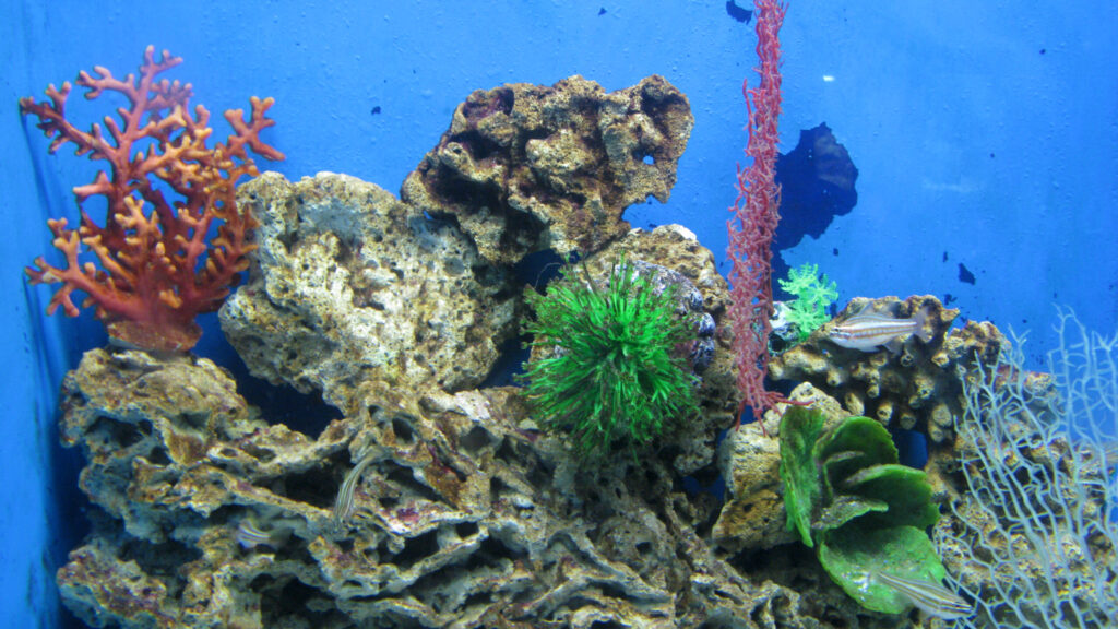 An aquarium with artificial coral, rocks, and plants against a blue background.