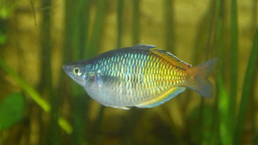 A vibrant rainbowfish displaying its characteristic bright blue and yellow-orange coloration, swimming in a planted aquarium.