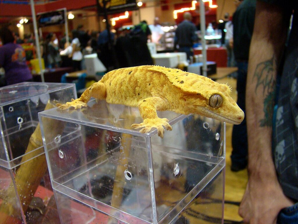 The Wildlife Trade Crisis