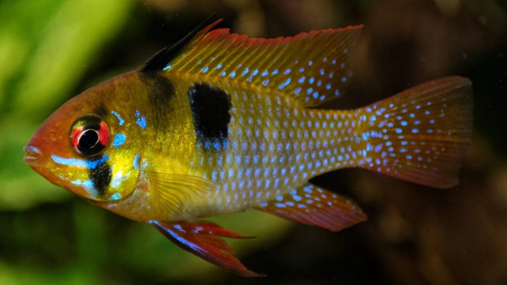 Close-up of a small, colorful fish with a yellow body, blue spots, and red fins.