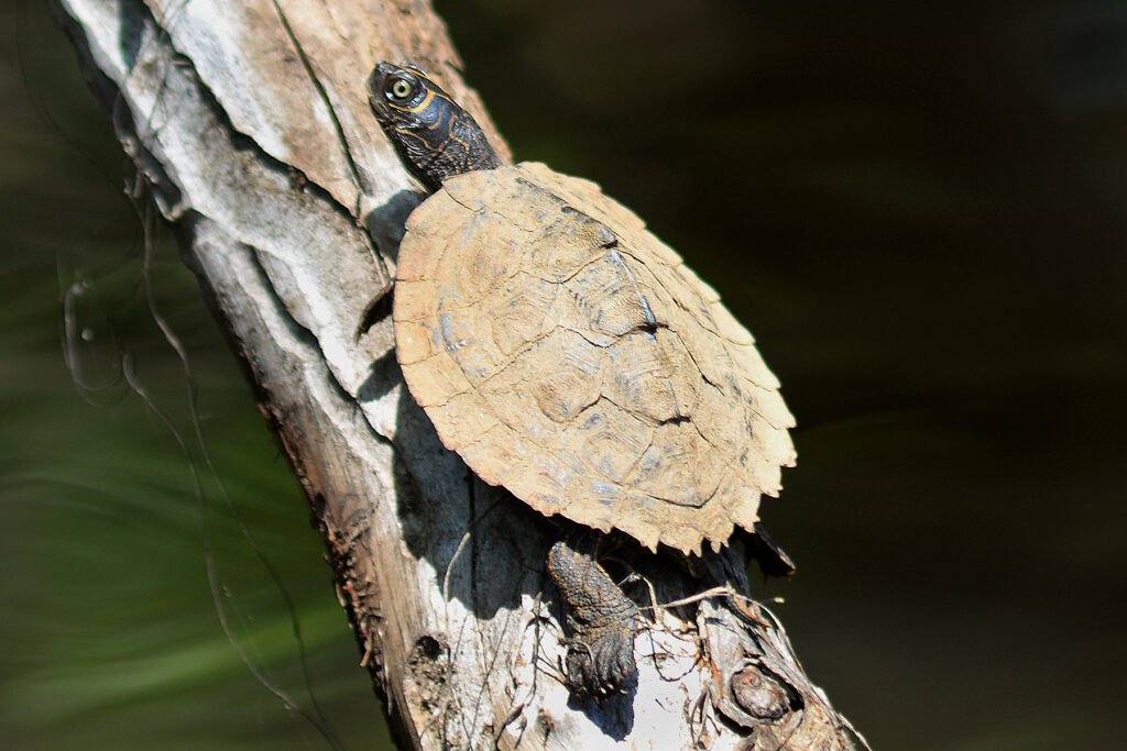 Mississippi Map Turtle on a log above the water of a pond