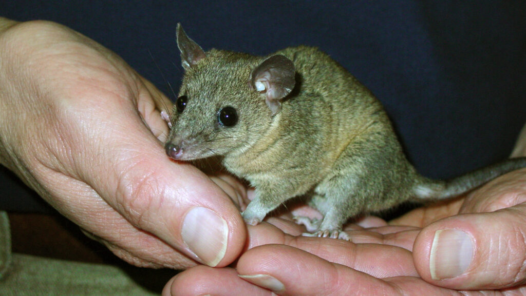 Gray short-tailed opossum being held in human hands.