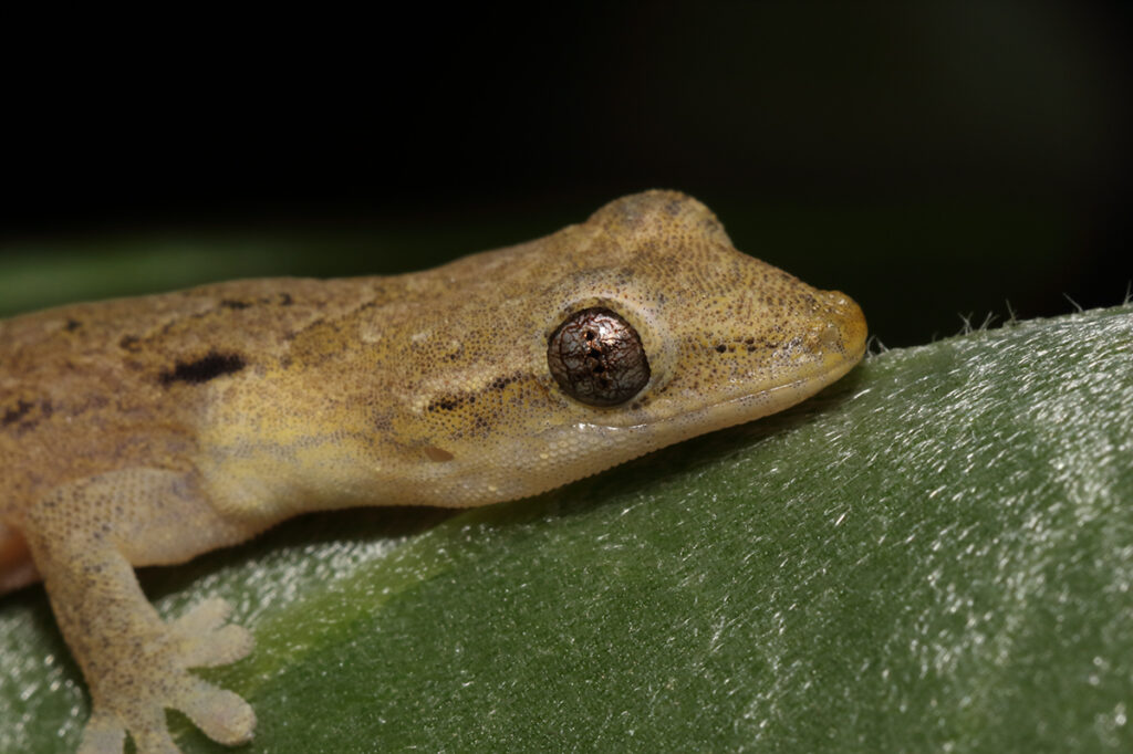 Mourning Gecko on a leaf