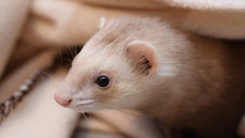 A close-up shot of a ferret with brown and white fur in a brightly lit environment.