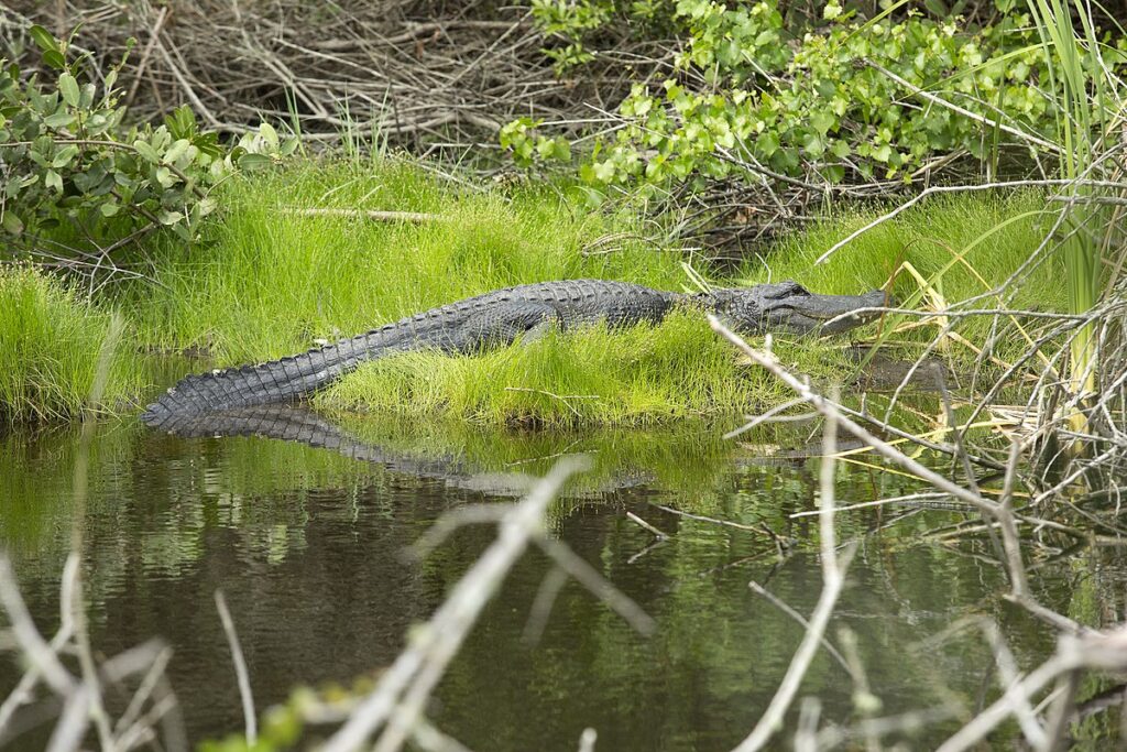 Conservation Success Stories
