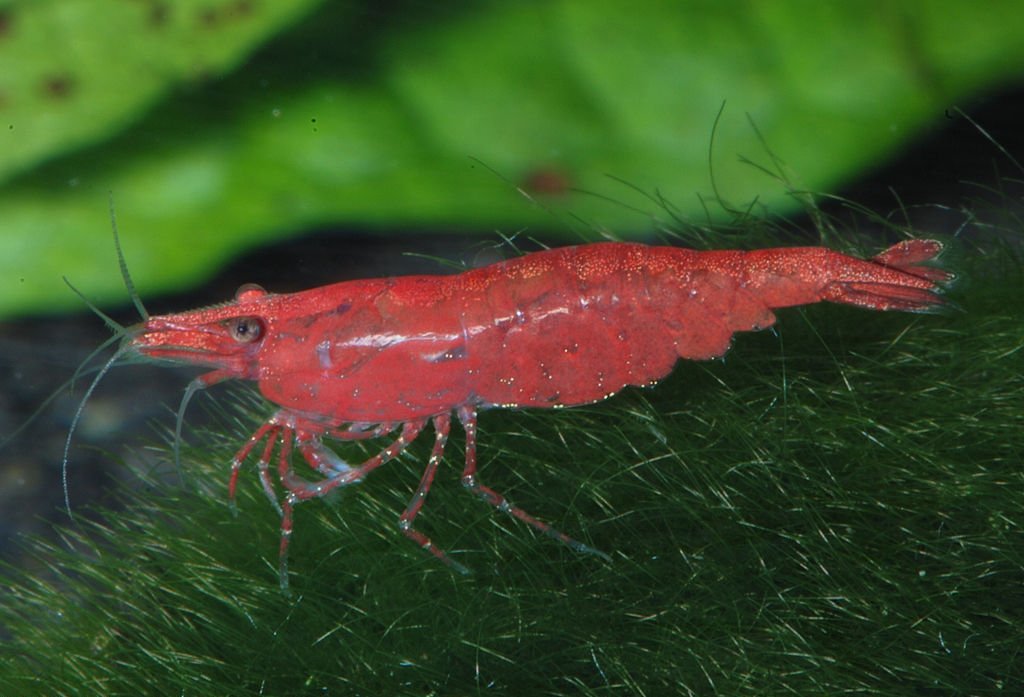cherry shrimp