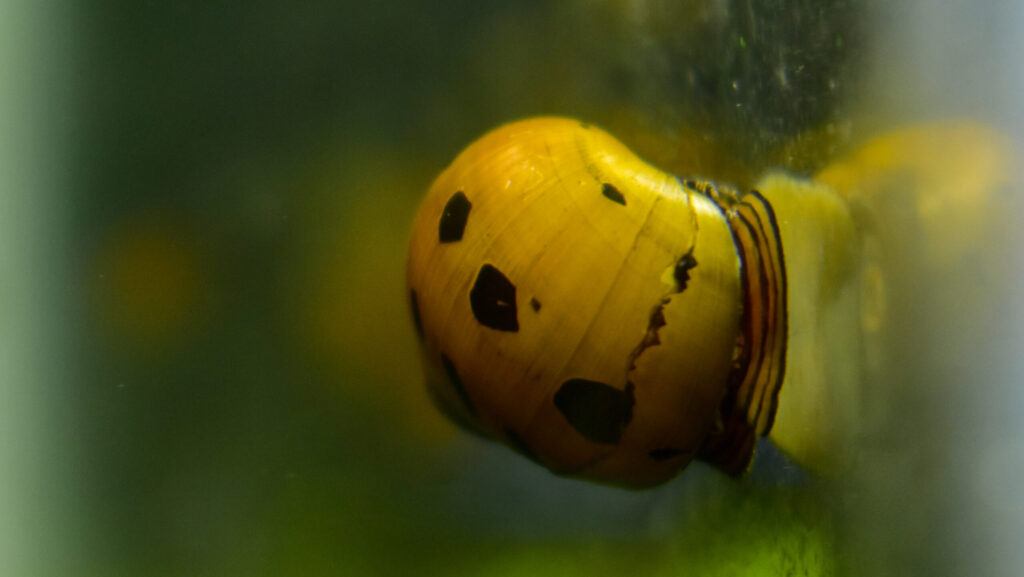 A yellow Nerite snail with black spots crawling on the glass of an aquarium.