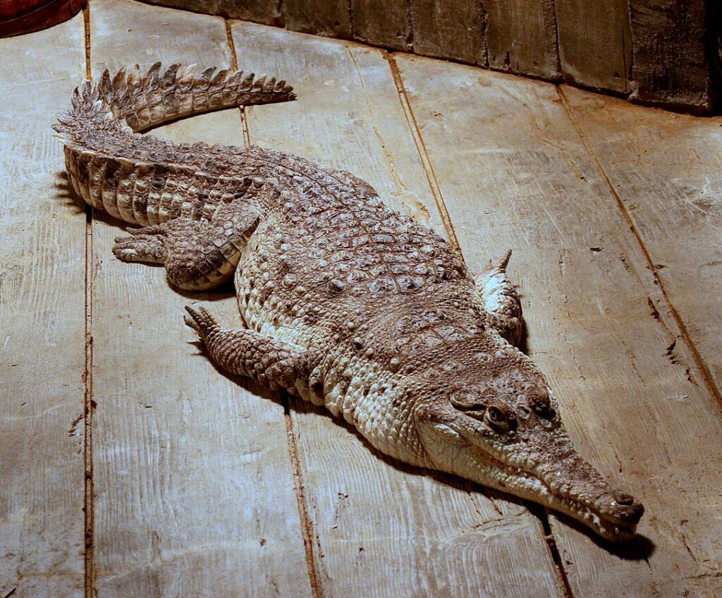 Orinoco Crocodile (Crocodylus intermedius)