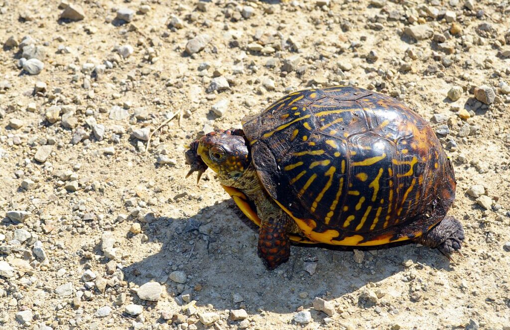 Conservation Status and Threats