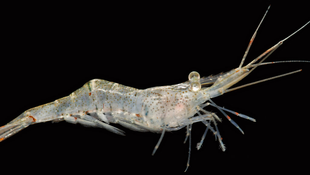Close-up of a clear shrimp showcasing its delicate legs, long antennae, and distinctive spotted pattern.