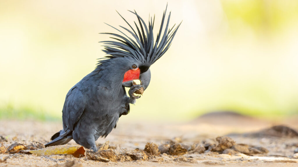 A palm cockatoo with dark feathers and a vivid red cheek patch sits on the ground, holding a nut in its claw.