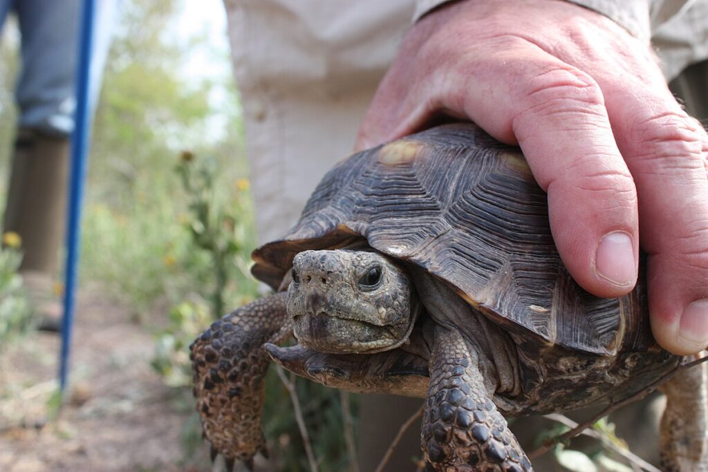 Evolutionary Purpose of Attachment in Tortoises