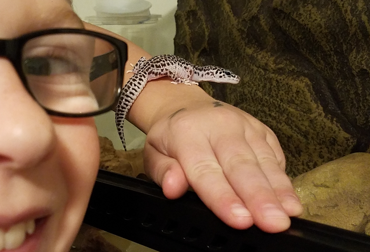 leopard gecko