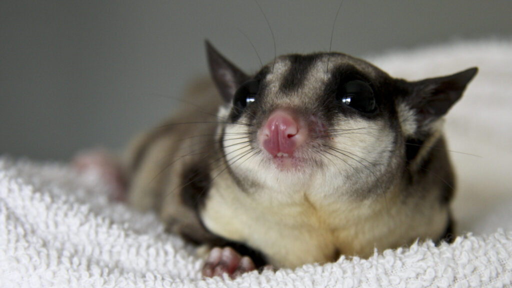A sugar glider with gray and white fur, black stripes, and large eyes resting on a white towel or blanket.