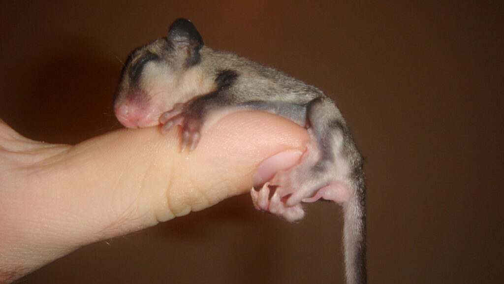 A fragile, newborn sugar glider sleeping peacefully on a human hand.