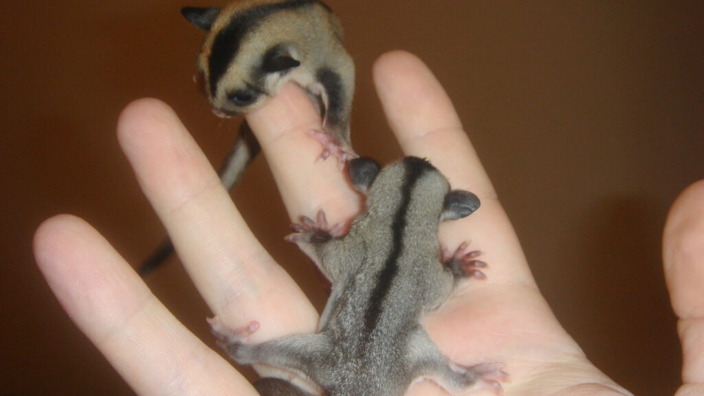 Close-up of two baby sugar gliders with gray and black markings on a human hand.