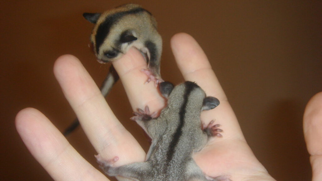 Young sugar gliders with soft gray and black fur clinging to a person's fingers.