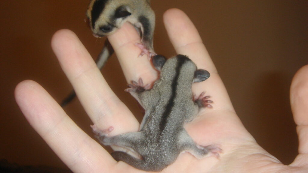 Two tiny baby sugar gliders with striped markings, perched delicately on a human hand.