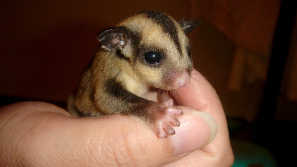 Close-up of a tiny sugar glider with brown and black markings being held in a human hand.