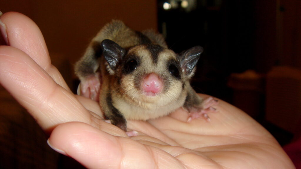 Close-up of a small sugar glider with gray and white markings being cradled in a person's hand.