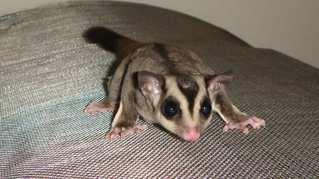 Close-up of a sugar glider showing its patagium and facial markings.
