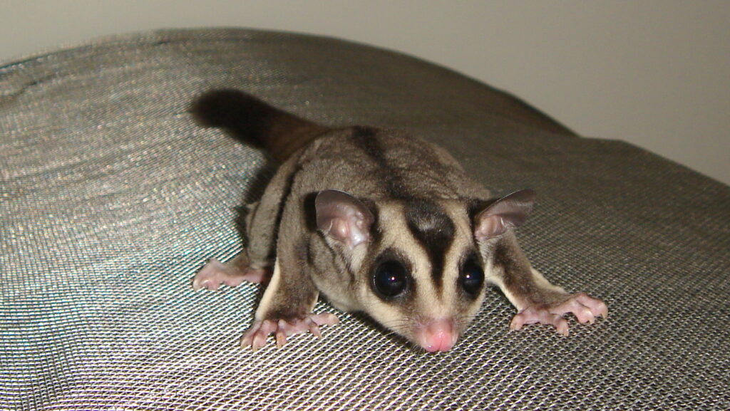Sugar glider showcasing its distinctive facial markings, pointed ears, and delicate paws.