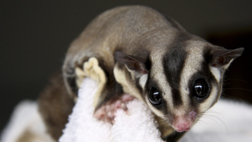 Close-up of a sugar glider showing its distinctive markings and curious, large eyes.