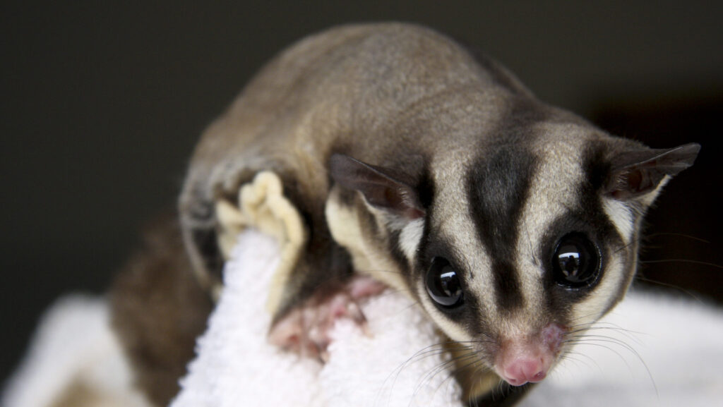 Adorable sugar glider with a striped back, captured in a close-up shot, looking directly at the camera with its curious eyes.