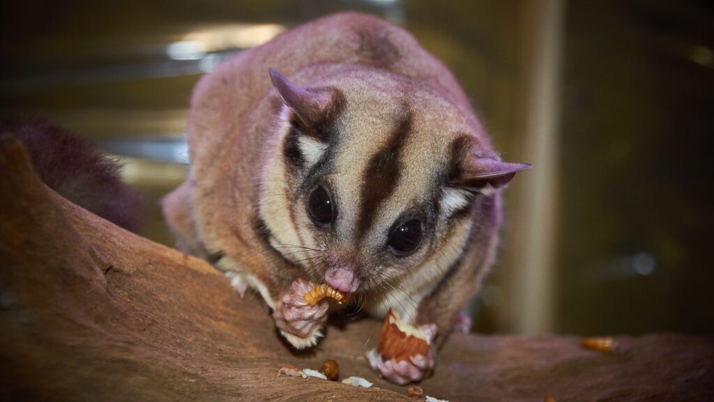 A sugar glider with brown and white fur, and a black stripe on its head, eating a small, yellow insect on a branch.